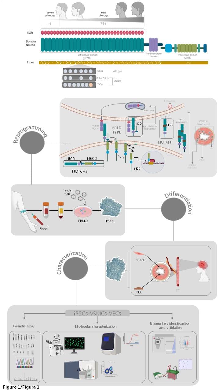 Líneas de investigación cadasil1